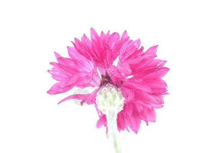 白色背景的粉红花朵图片