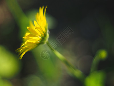 森林中的黄菊花图片