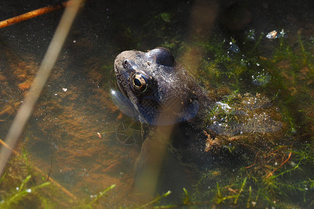 青蛙在水中夏天图片