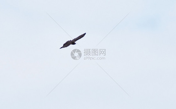 猎鸟黑在天空中飞翔图片