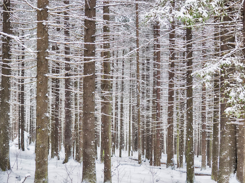 雪中的金叶森林图片