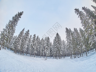 冬季塔伊加森林图片