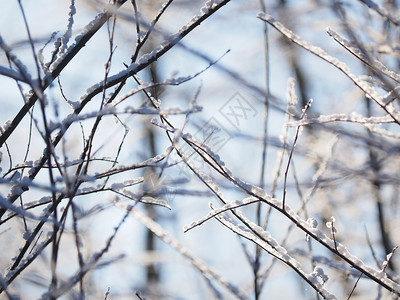 雪中的树枝冬天图片