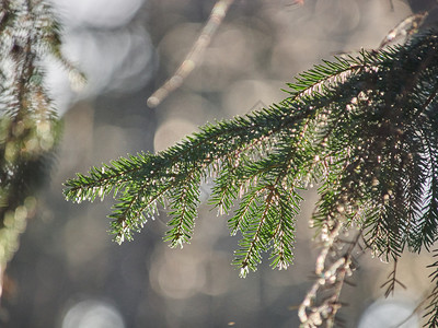 森林里的圣诞树枝冬天图片