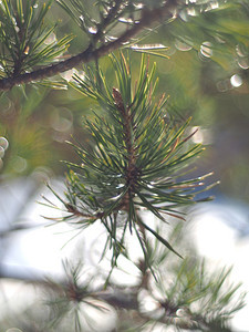 森林里的松树枝冬天图片