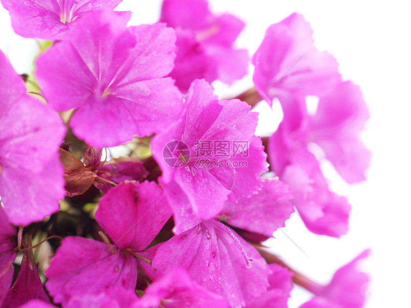 白色背景的粉红土耳其康乃馨花图片
