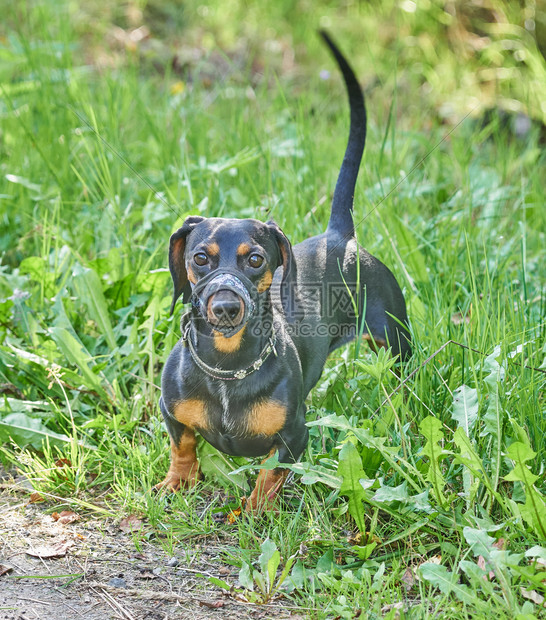 Dachshund狗在森林的路上夏天图片