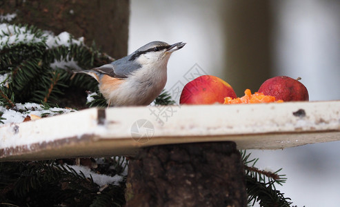 森林中鸟食养者的Nuthatch图片