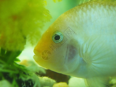 在玻璃后面的水族馆里鱼图片