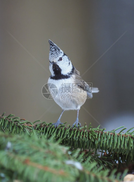 森林里的奶鸟冬天图片