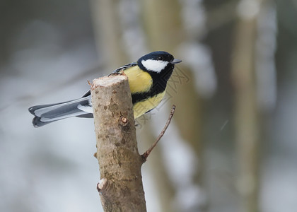 森林里的奶鸟冬天图片