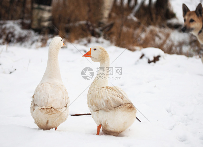 村里的白鹅冬天图片