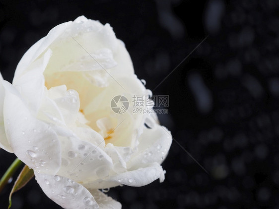 黑暗背景的白野玫瑰花朵图片