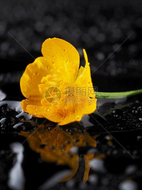 黑暗背景的黄花朵图片
