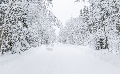 雪森林冬天森林中的道路背景