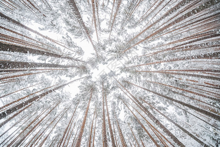 下雪时的森林冬天图片