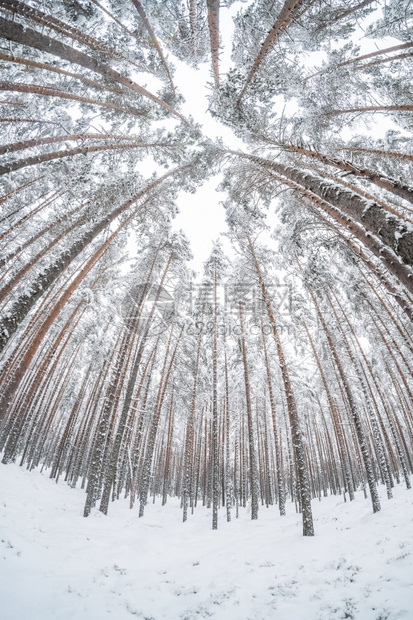 下雪时的森林冬天图片