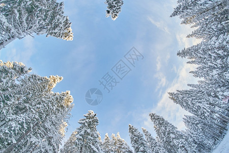冬季树冠从下到顶的图片