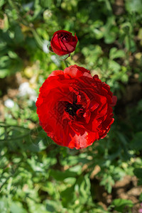 红色的康乃馨花朵图片