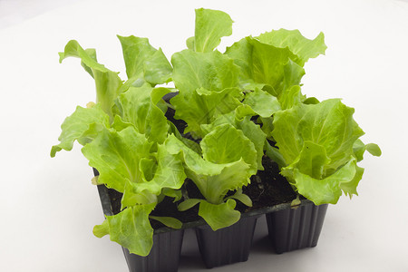 steam移植一种移植托盘中的冰山沙拉设计图片