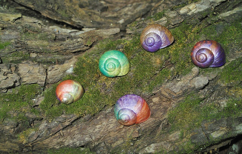 涂在蜗牛壳上绘画自然贝图片