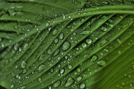 里德米勒水叶子绿图片