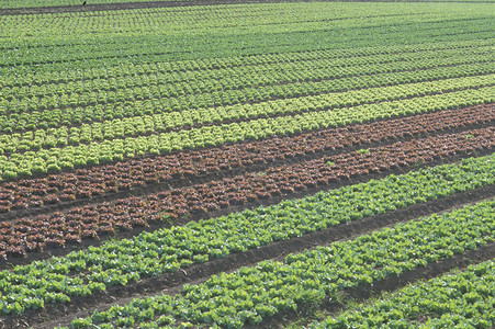 农场莴苣业沙拉图片