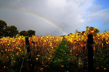 田野雨后的彩虹天空背景图片