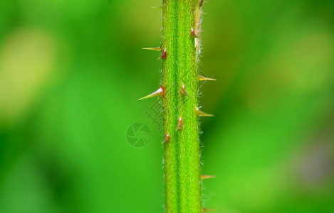 植物尖峰细节黑莓干刺宏细自然背景图片