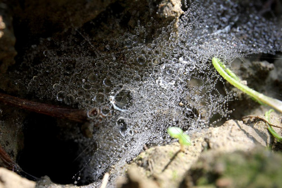 植物自然含甘露的雨水岩石图片