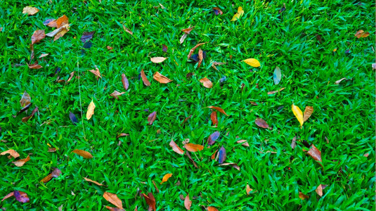 草地上的秋叶图片