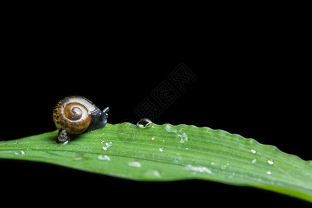 一只蜗牛在叶子上爬行图片