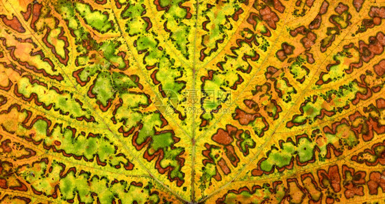 秋天树叶纹理图片