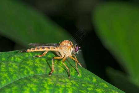 一种摄影拍近一点的捕蝇图片素材