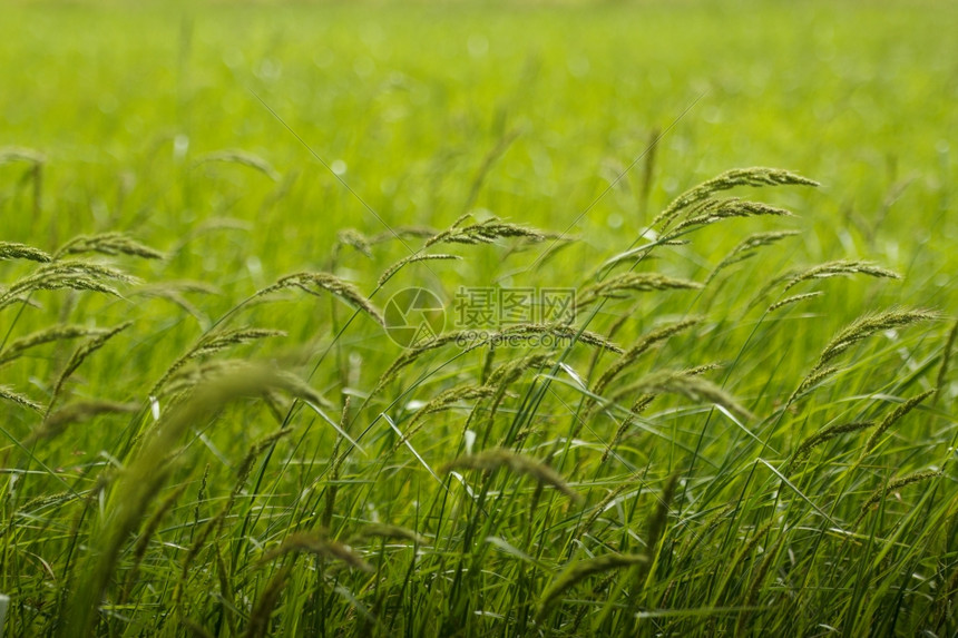 随风摇曳的稻田图片