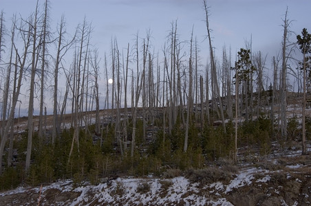 自然里德米勒野火后再生树木图片