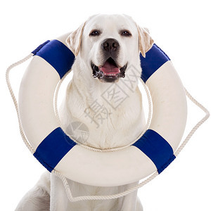 拉布多犬美丽的布多采集器与水手浮标坐在地板上寻回犬一种图片