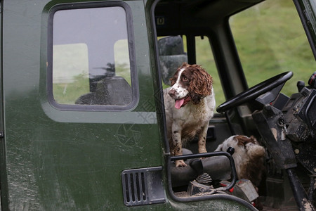 SpanielESS狩猎犬英语Spaniel狗图片