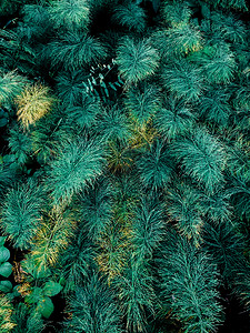 绿色森林植物图片