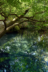 池塘水树户外背景图片
