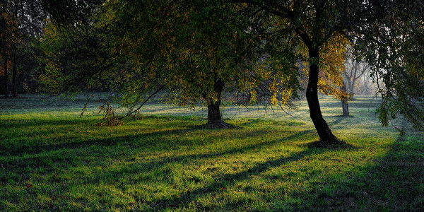 秋季早晨森林图片