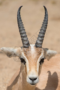 棕色的动物荒野羚羊躺下头部和角合上图片