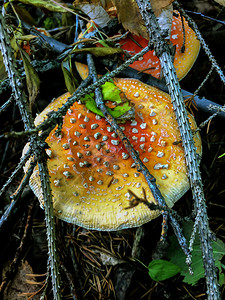 红色森林蘑菇鹅膏菌飞木耳伞景观植物图片