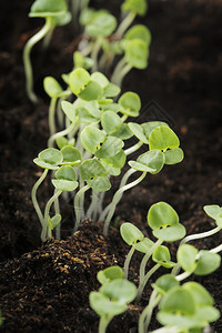 植物微小的绿色在土壤中生长的小型巴西木幼苗图片