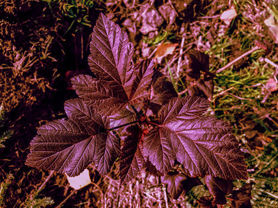 树叶自然花园植物多彩的叶子黑色图片