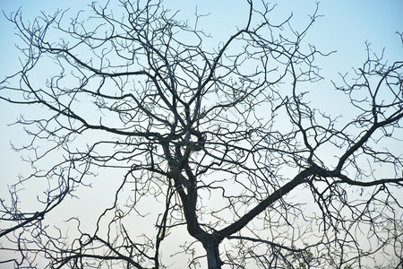 史密斯自然细长的树分支机构图片