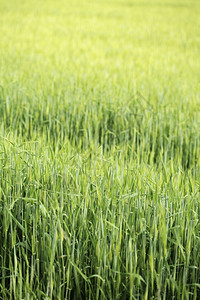 年轻的场地Barley在春田中成长的背景图象农业图片
