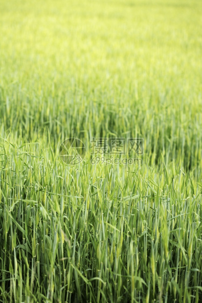 年轻的场地Barley在春田中成长的背景图象农业图片