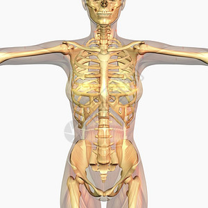 使成为人类解剖数字化可视渲染插图图片