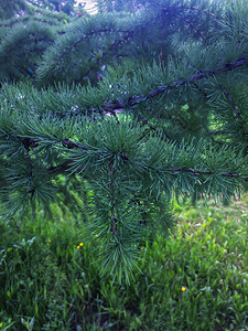 植物松树绿针公园草图片